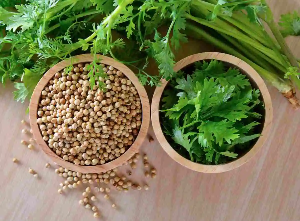 Coriander Substitute