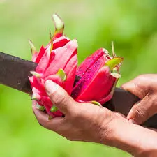 Pitaya Fruit