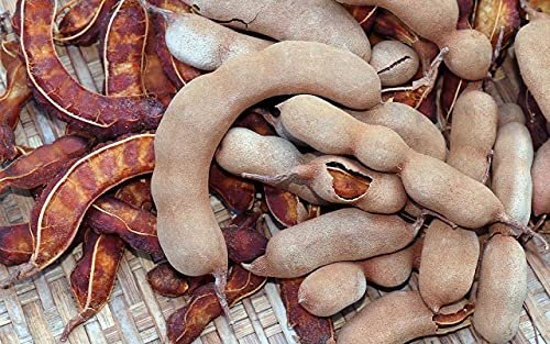 51AE48 KhBS - Manvik Foods LJL Traders Tamarind Whole - 100gm - Image 4