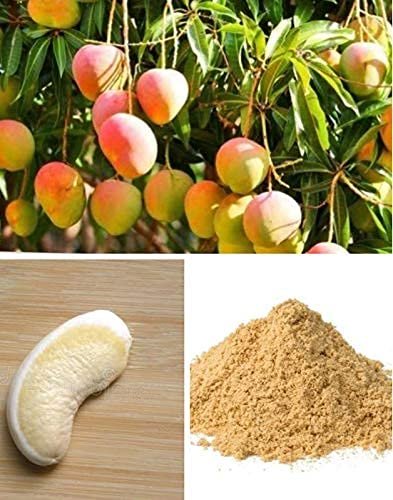 51Mdi4li5L - Manvik Foods Saara HERBALFRESH Mango Seed Powder, 250g, Aam Beej, Maa Kottai, Aam Guthli Seed Powder, 250g(Pack of 2 X 100g, Pack of 1 X 50g) - Image 3