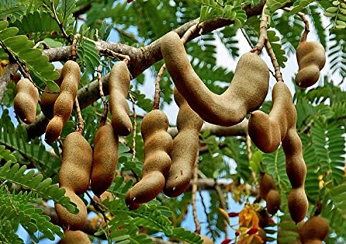 51NXwulEDZS - Manvik Foods LJL Traders Tamarind Whole - 100gm - Image 6